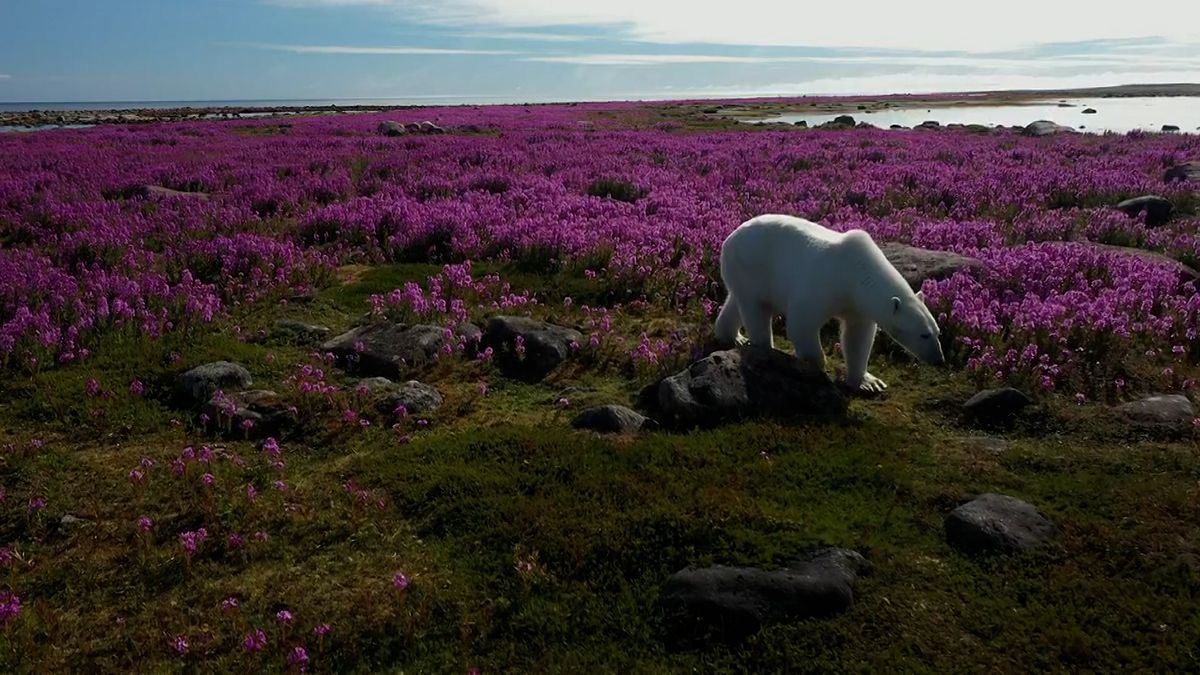 Slovák natočil lední medvědy procházející se po rozkvetlé arktické krajině